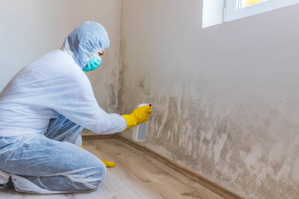 Licensed Mold Remediation service in Alma, MI - 24 Hour Mold Removal