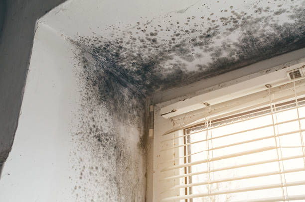 Affordable Mold Remediation solutions in Alma, MI