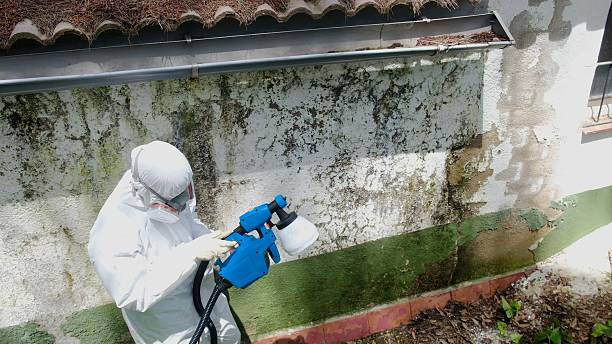 Top rated local Mold Remediation specialists in Alma, MI